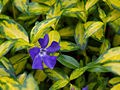 Vinca minor Illumination IMG_3725 Barwinek pospolity